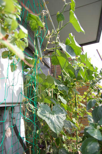 ベランダ菜園 