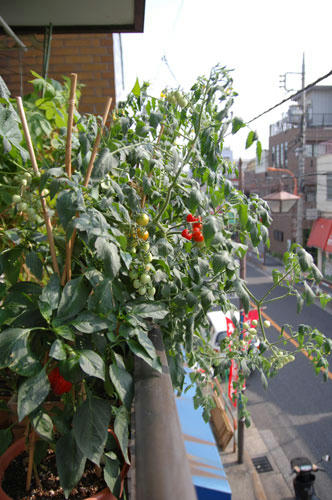 ベランダ菜園 