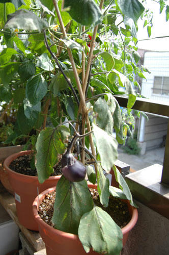 ベランダ菜園 