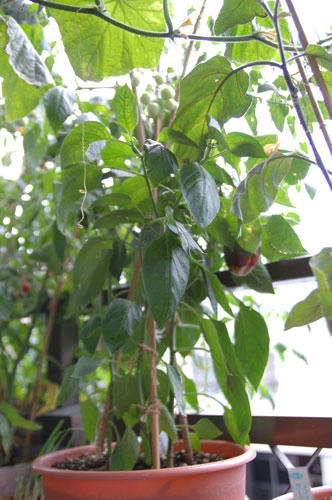 ベランダ菜園 