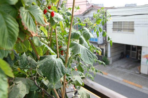 ベランダ菜園 