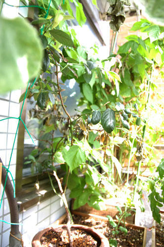 ベランダ菜園 