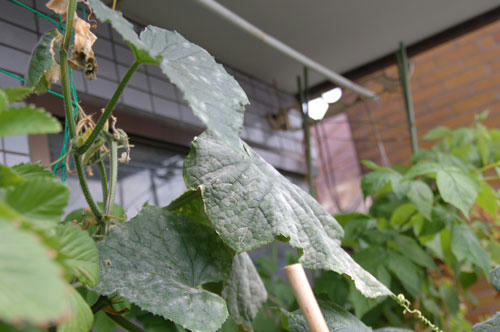 ベランダ菜園 