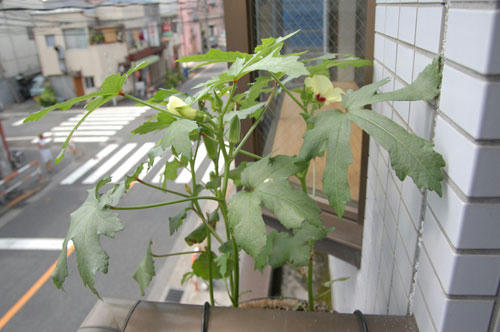 ベランダ菜園 