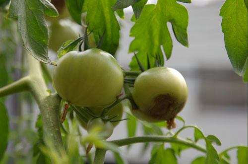 ベランダ菜園 