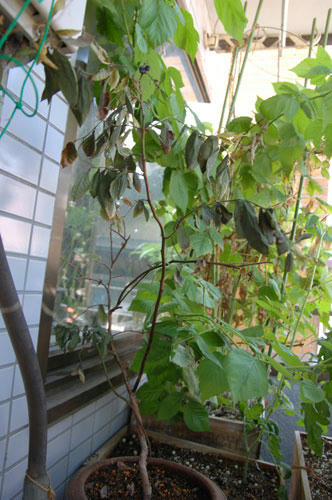 ベランダ菜園 