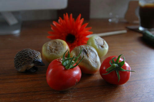ベランダ菜園 