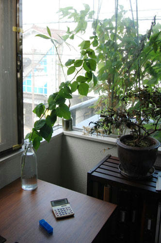 ベランダ菜園 