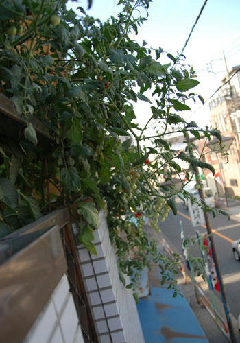 ベランダ菜園 