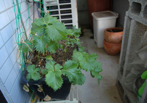 ベランダ菜園 