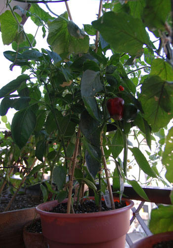 ベランダ菜園 