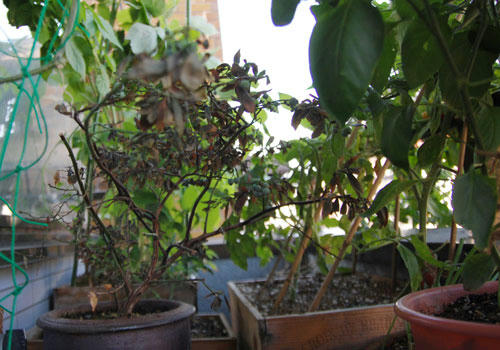 ベランダ菜園 