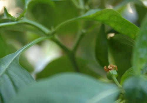 ベランダ菜園 