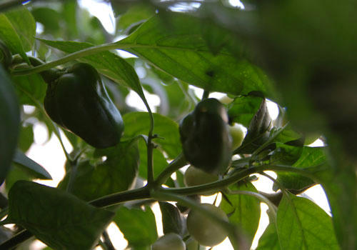 ベランダ菜園 