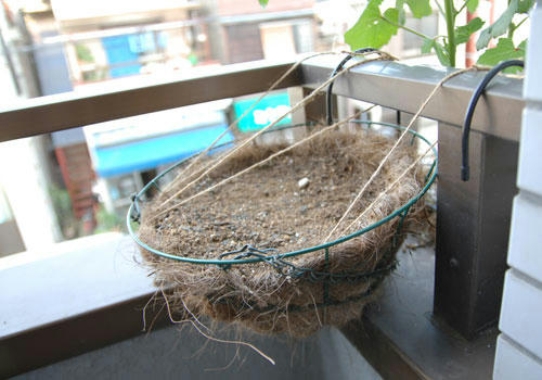 ベランダ菜園 