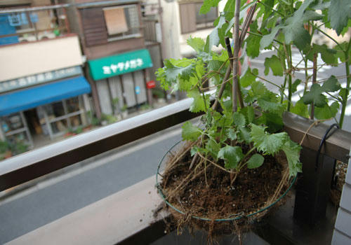 ベランダ菜園 