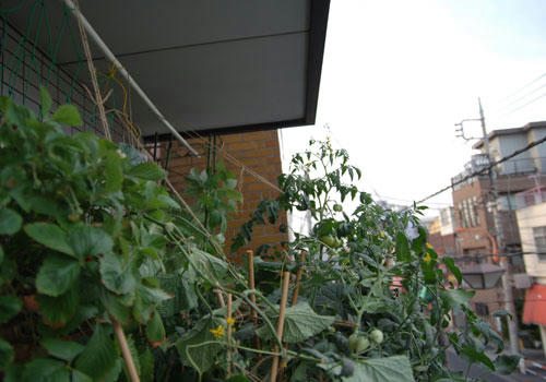 ベランダ菜園 
