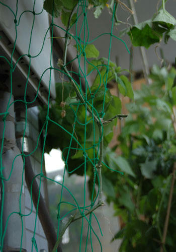 ベランダ菜園 