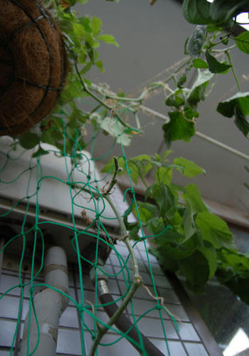 ベランダ菜園 