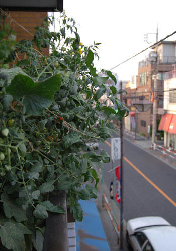 ベランダ菜園 