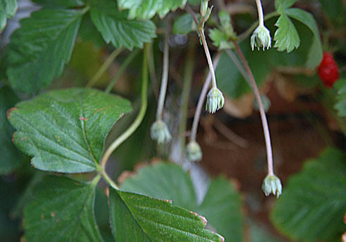 ベランダ菜園 