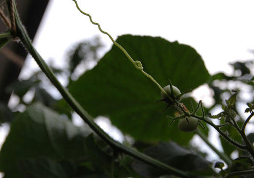 ベランダ菜園 