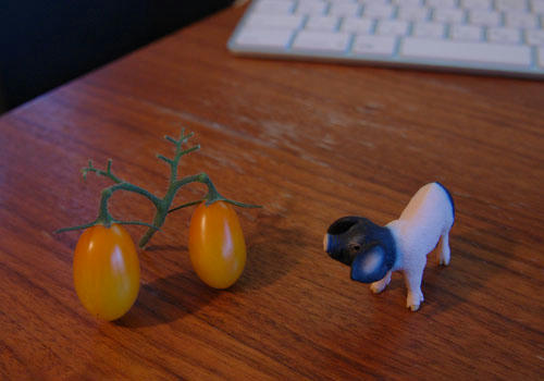 ベランダ菜園 