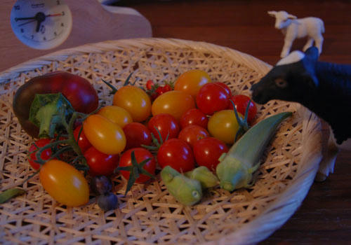 ベランダ菜園 