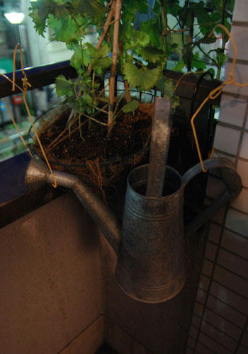 ベランダ菜園 