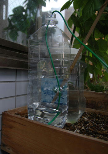 ベランダ菜園 