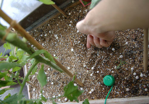 ベランダ菜園 