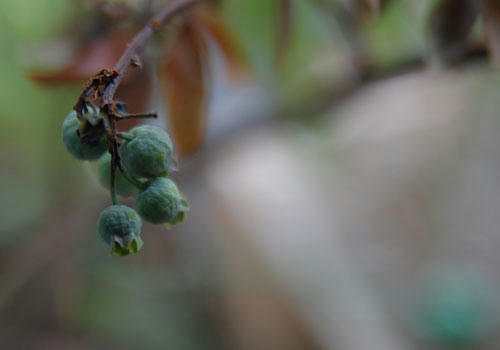 ベランダ菜園 