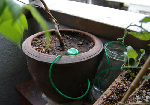 ベランダ菜園 
