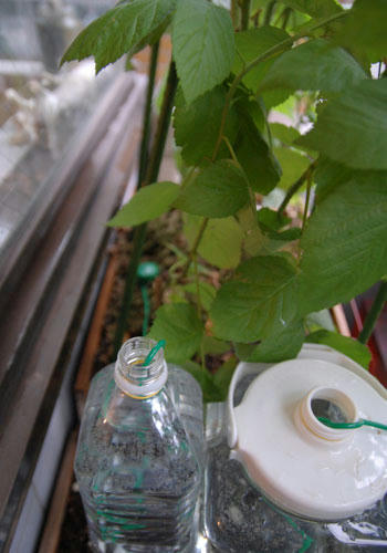 ベランダ菜園 