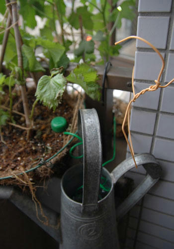 ベランダ菜園 