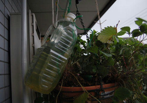 ベランダ菜園 