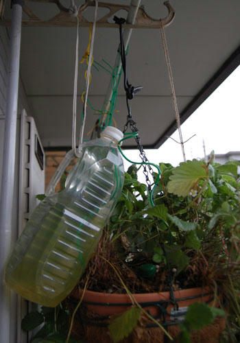 ベランダ菜園 