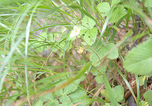ベランダ菜園 