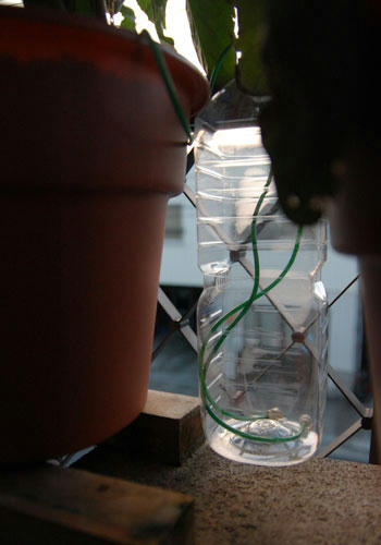 ベランダ菜園 