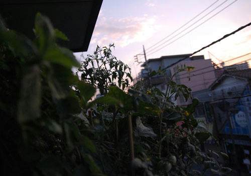ベランダ菜園 