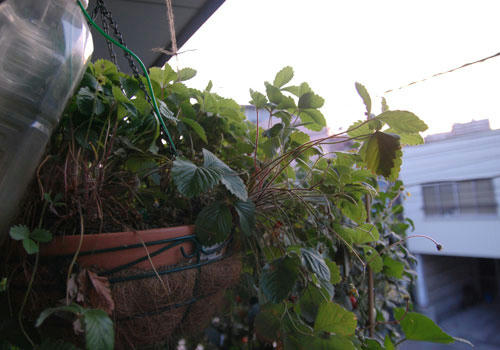 ベランダ菜園 