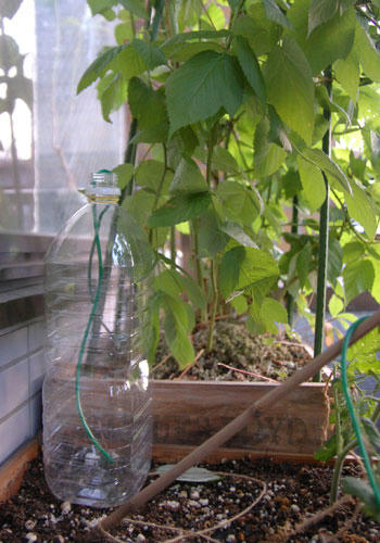 ベランダ菜園 