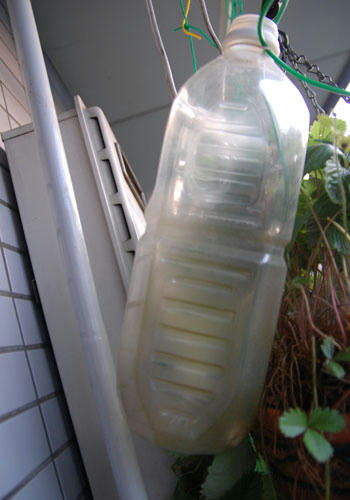 ベランダ菜園 