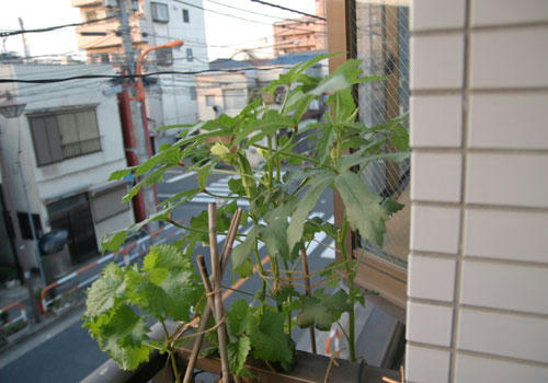 ベランダ菜園 