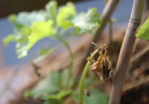 ベランダ菜園 