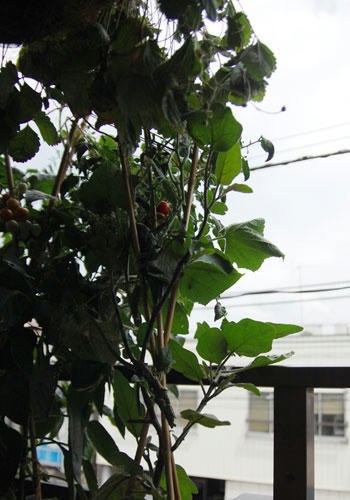 ベランダ菜園 