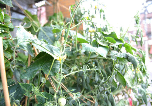 ベランダ菜園 