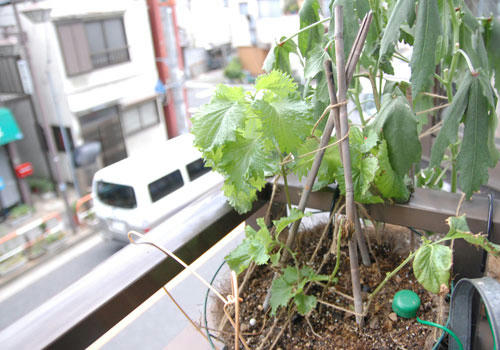 ベランダ菜園 