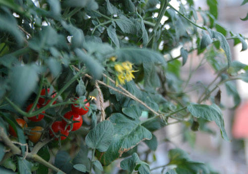 ベランダ菜園 