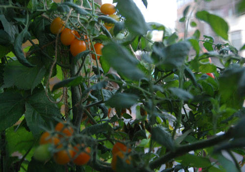 ベランダ菜園 